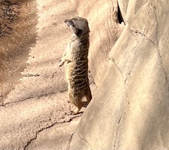 Suricata
