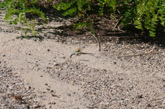 Cophosaurus texanus scitulus