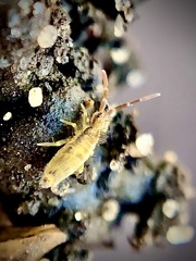 Entomobryinae