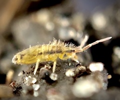 Entomobryinae