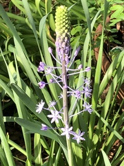 Scilla hyacinthoides