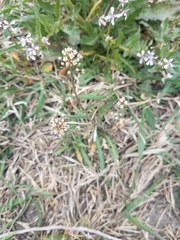 Capsella bursa-pastoris