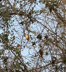 Pitangus sulphuratus