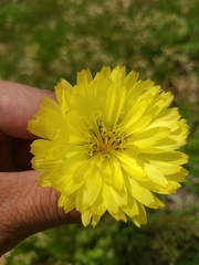 Pyrrhopappus grandiflorus