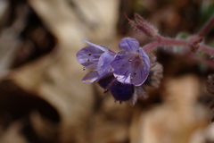 Phacelia breweri