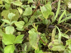 Takydromus stejnegeri