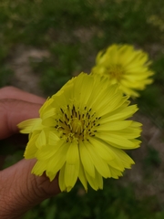 Pyrrhopappus grandiflorus