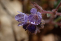 Phacelia breweri