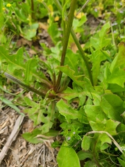 Pyrrhopappus grandiflorus