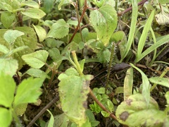 Takydromus stejnegeri