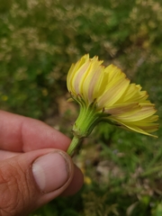 Pyrrhopappus grandiflorus