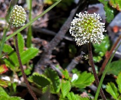 Acaena ovalifolia