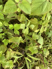 Takydromus stejnegeri