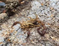 Centruroides granosus