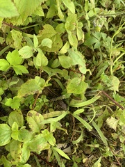 Takydromus stejnegeri