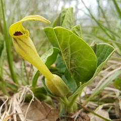 Aristolochia pallida