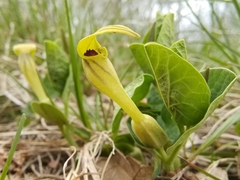 Aristolochia pallida