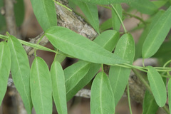 Metastelma barbigerum