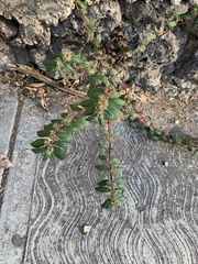 Euphorbia hirta