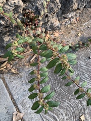Euphorbia hirta