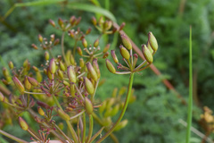 Lomatium salmoniflorum