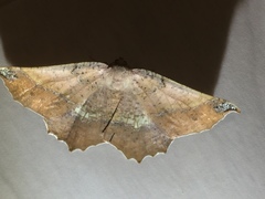 Drepanogynis mixtaria