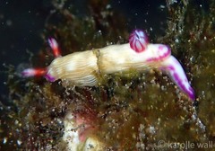 Hypselodoris violabranchia