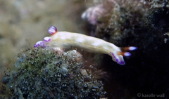 Hypselodoris violabranchia