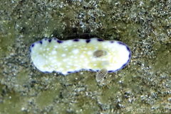 Goniobranchus albopustulosus