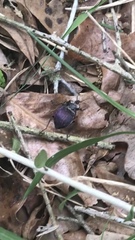 Scaphinotus elevatus