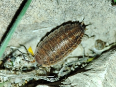 Proporcellio pusillus