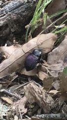 Scaphinotus elevatus