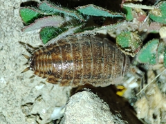 Proporcellio pusillus
