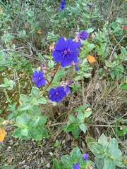 Pleroma heteromallum