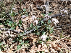 Valeriana arizonica