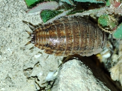 Proporcellio pusillus