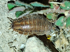 Proporcellio pusillus
