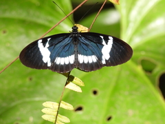 Heliconius cydno wanningeri