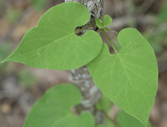 Cynanchum unifarium