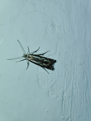 Isophrictis lineatellus