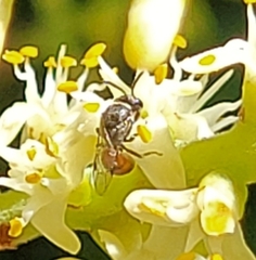 Hylaeus graenicheri