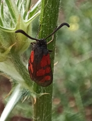 Zygaena graslini