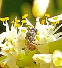 Hylaeus graenicheri