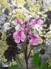 Pedicularis anthemifolia