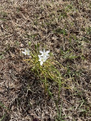 Ornithogalum umbellatum