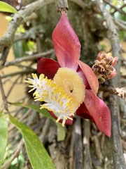 Couroupita guianensis