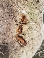 Mantis religiosa