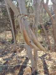 Magnoliopsida