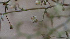 Nemacladus pinnatifidus