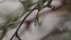 Nemacladus pinnatifidus